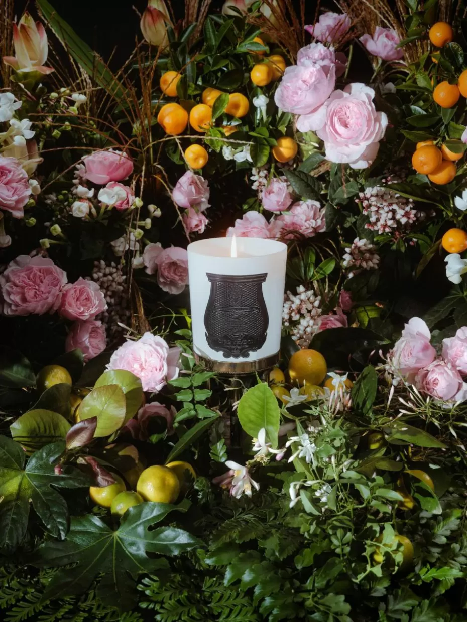 Nordic Celebrations | Duftkerzen-Trudon Handgefertigte Duftkerze Rose Poivrée () Bernstein, Palmarosa, Rose