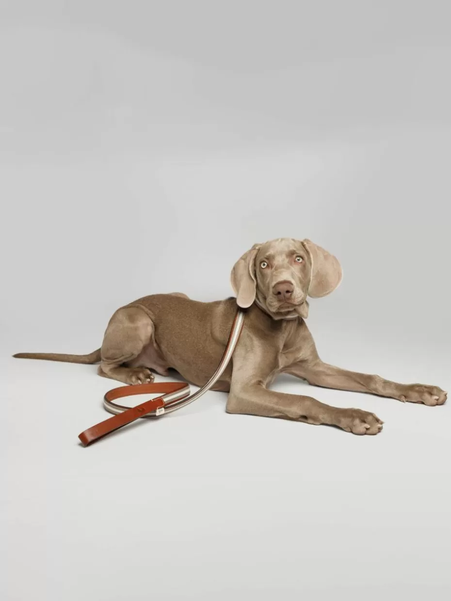 Haustierbedarf-Buddys Dogwear Handgefertigte Hundeleine Baseball Hellgrau, Weiß, Braun