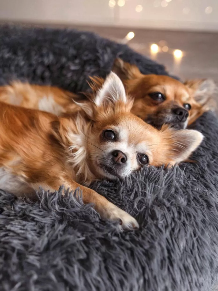 Haustierbedarf-Wahre Tierliebe Haustierbett Fluffy aus Teddy, in verschiedenen Größen Anthrazit