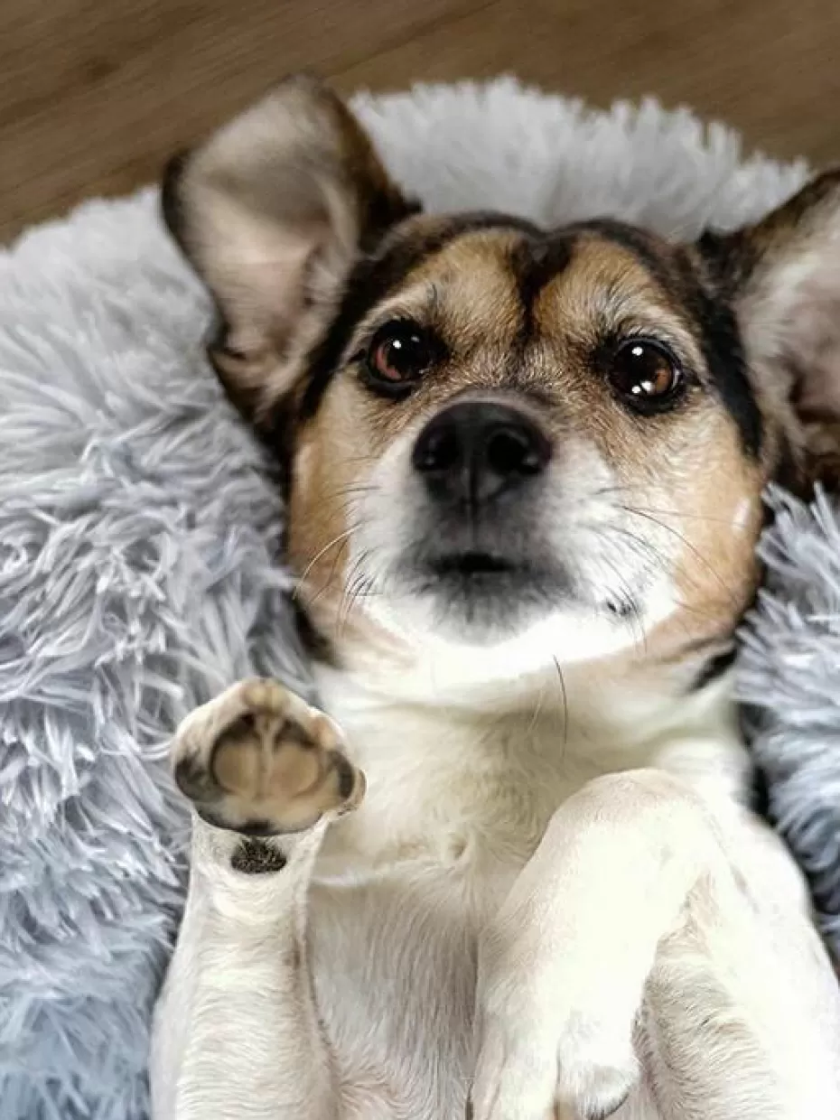 Haustierbedarf-Wahre Tierliebe Haustierbett Fluffy aus Teddy, in verschiedenen Größen Hellgrau