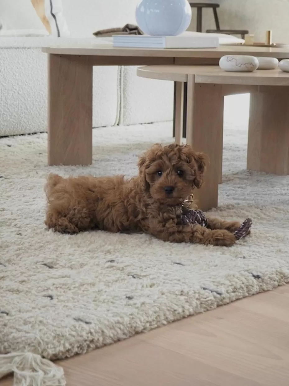 Haustierbedarf-Oyoy Living Design Hundespielzeug Otto Dunkelbraun