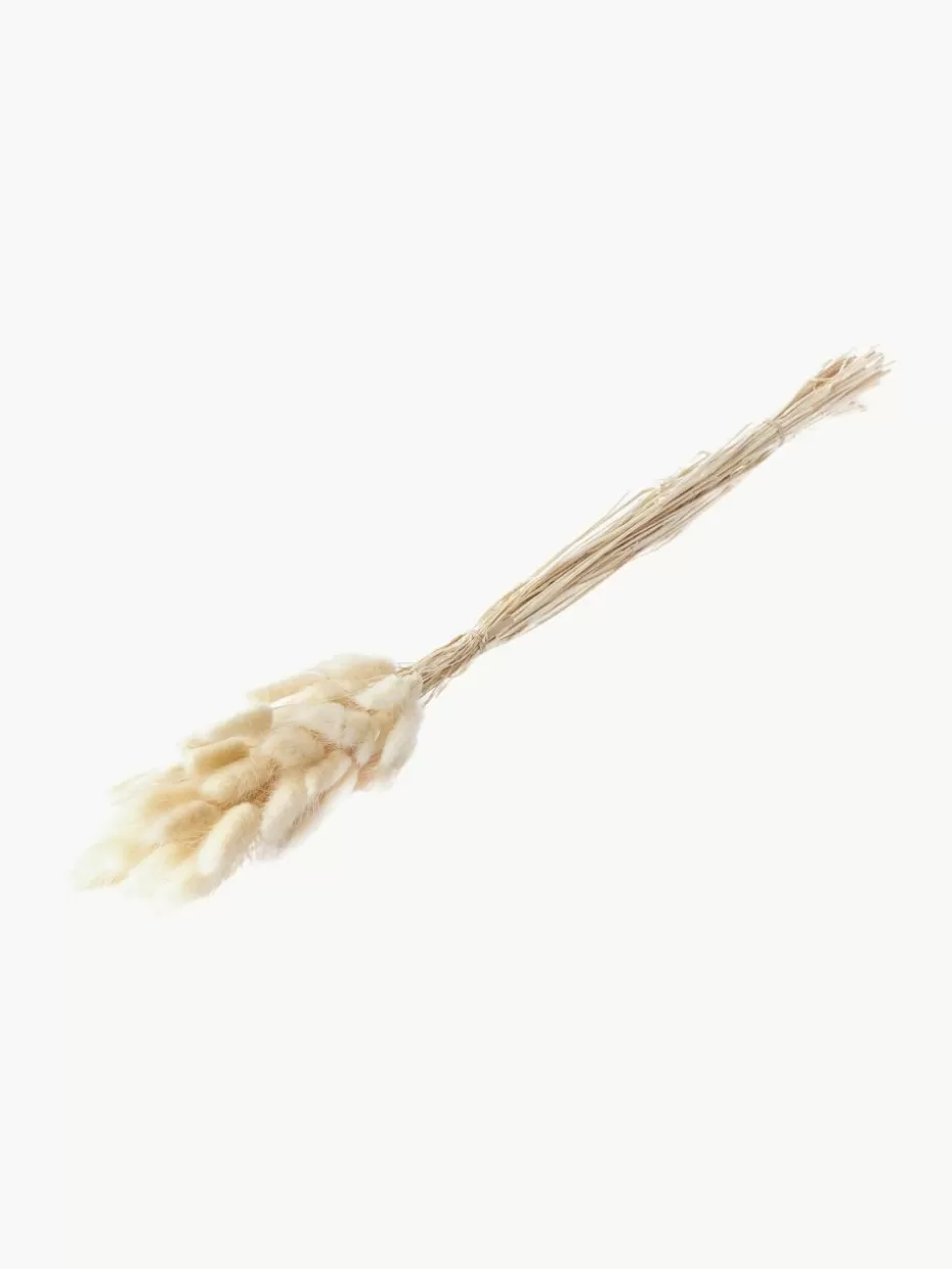 Trockenblumen & Kunstblumen-Cooee Design Trockenblumen Lagurus Beige
